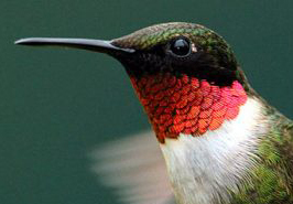 Ruby-throated hummingbird male showing detail of throat.