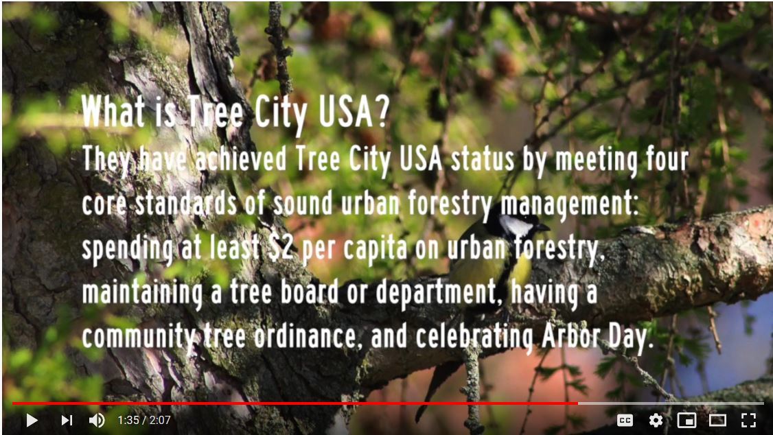 TreeCityvideo