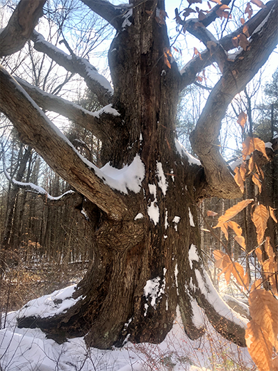 Maine's Champion White Ash Tree
