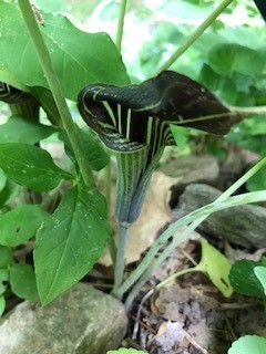 looking below the plant's leaves to find the jack-in-the-pulpit flower.