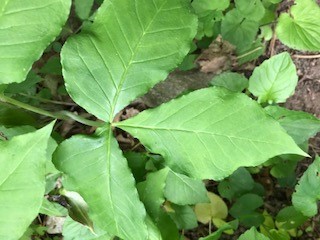 Leaves of the Jack-in-the-Pulpit.