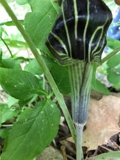 Jack of the Jack-in-the-pulpit revealed.