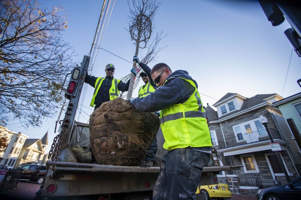 Trees on Maine Street, June 17, 2020 Healthy Trees, Healthy Lives