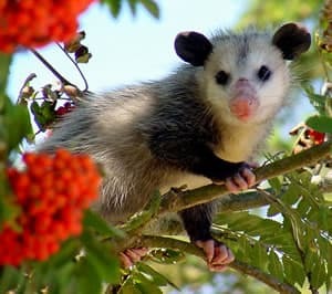Opossum in a tree. Photo credit: Kim Chandler.