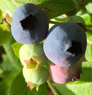 Blueberries up close