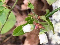 Lowbush blueberry flowers.