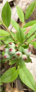 Ripening blueberries.
