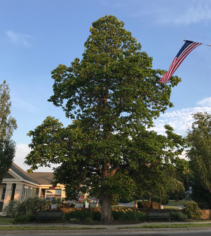 Healthy Trees Healthy Lives