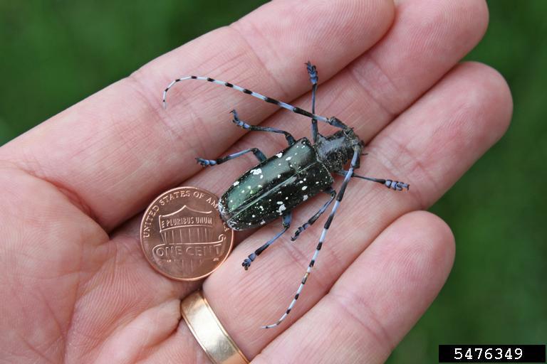 Asian longhorned beetle next to a penny for scale. Joe Boggs, OSU, bugwood.org