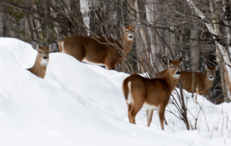 White-tailed deer in deep snow at Mount Blue State Park, Maine. Bruce Farnham photo.