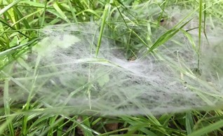 Spider web in grass.