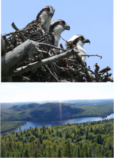 Osprey in nest as seen at Wolfe's Neck Woods State Park and an aerial of Deboullie Public Land.