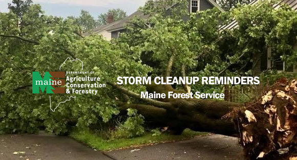 Storm Cleanup Reminders - Maine Forest Service