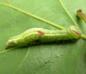 Saddled prominent caterpillar