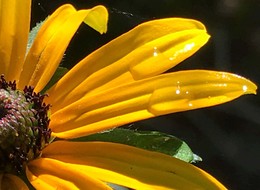 Water droplets on a flower.