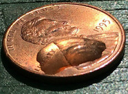 Water droplet on a penny.