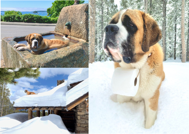 Saint Bernard cooling off in water basin, on a snowy roof, and delivering TP.