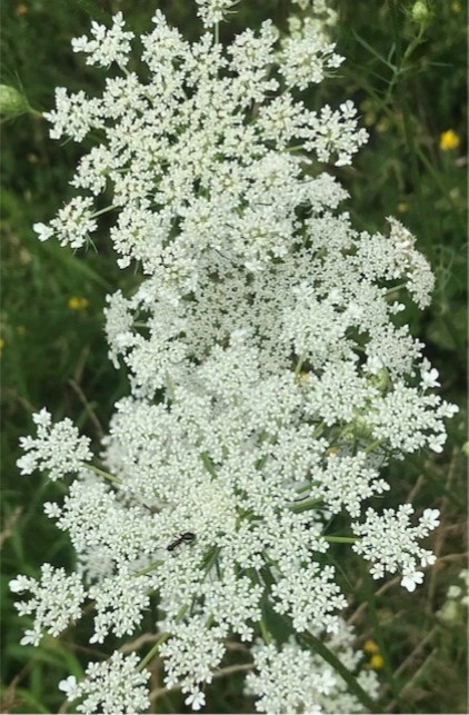 Queen Anne's Lace in full bloom.