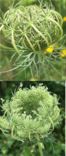 Queen Anne's Lace unfurling progression in two photos.