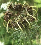 Queen Anne's Lace going to seed.