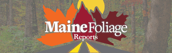 Maine Foliage Reports