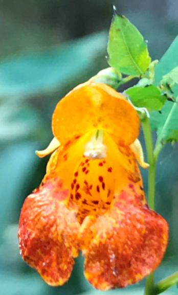 Jewelweed flower