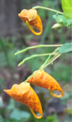 Side view of jewelweed showing the nectar spur bending under the flower.