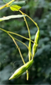 Seed pods of jewelweed.