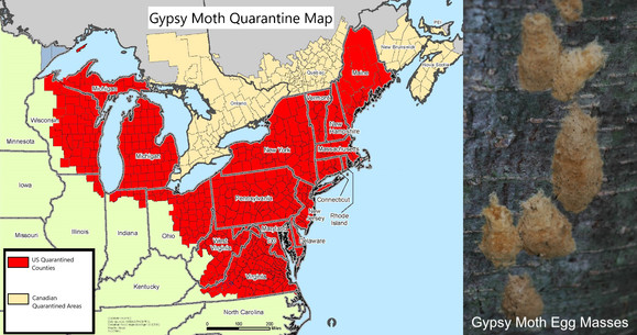 Gypsy Moth Egg Masses and Quarantine Map