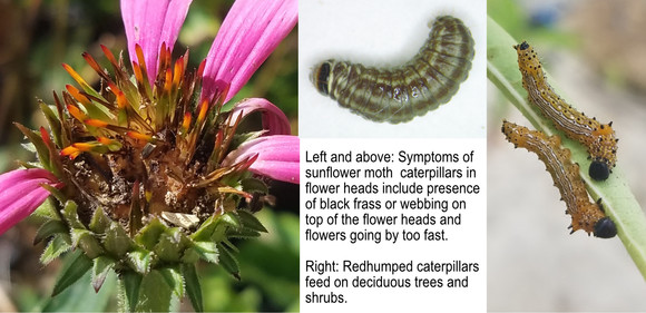 Sunflower moth caterpillar and redhumped caterpillars