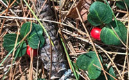 Partridgeberry plants with scarlet red berries on the forest floor.