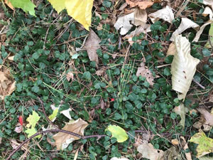 A large spreading mat of partridgeberry on the forest floor.
