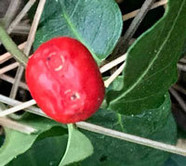 Partridgeberry detail showing the berry "dimples" up close - remnants of the two flowers that take to form one berry.