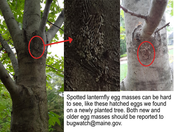 Spotted lanternfly egg masses