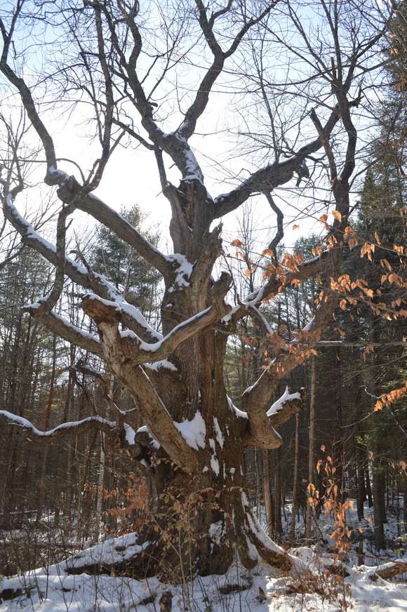 Maine Big Tree - White Ash in Waterford