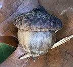 Acorn with cap on.