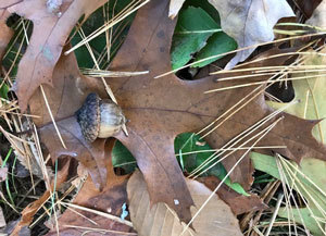 Acorn on oak leaf.