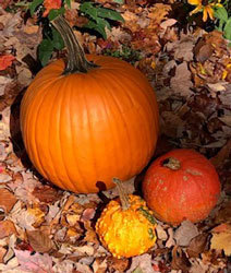 Three varieties of pumpkins, one large and small edible plus a decorative.