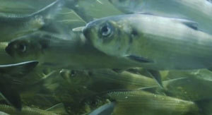 Fish migration, and underwater view.