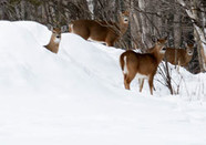 Four white-tail deer standing in a deep snow drift