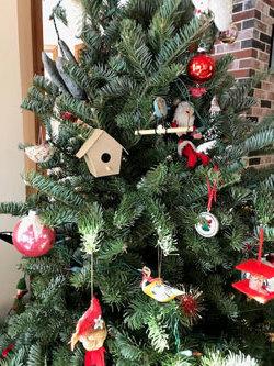 Balsam fir tree decorated for holidays.