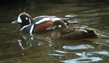 Harlequin duck pair on the water.