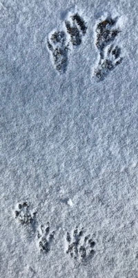 Two sets of animal tracks in the snow.