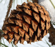 Cone of pitch pine. Close-up view showing sharp barb at underside tip of each cone scale.