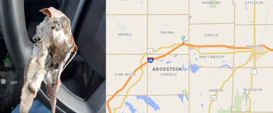 Browntail moth nest and location in Symrna