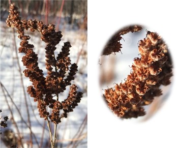 Winter plant and  closeup of seed head.
