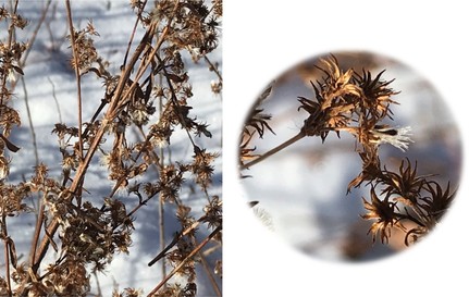 Winter plant 2 and seed head.