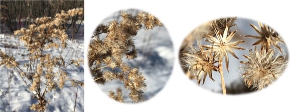 Winter plant 4 and seed head.