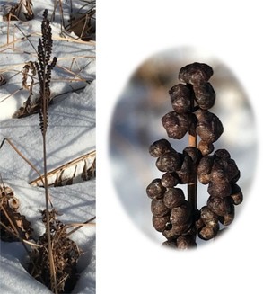 Winter plant 5 and seed head.