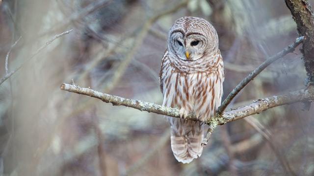 Barred owl on tree limb by Philip Brown on Unsplash.